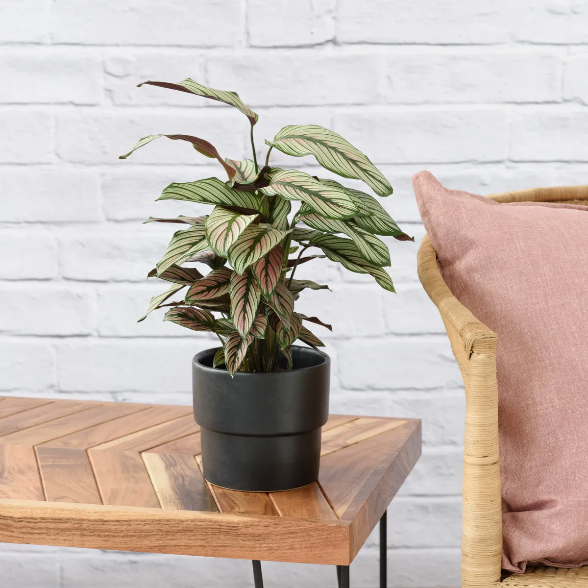 Calathea Majestic Star