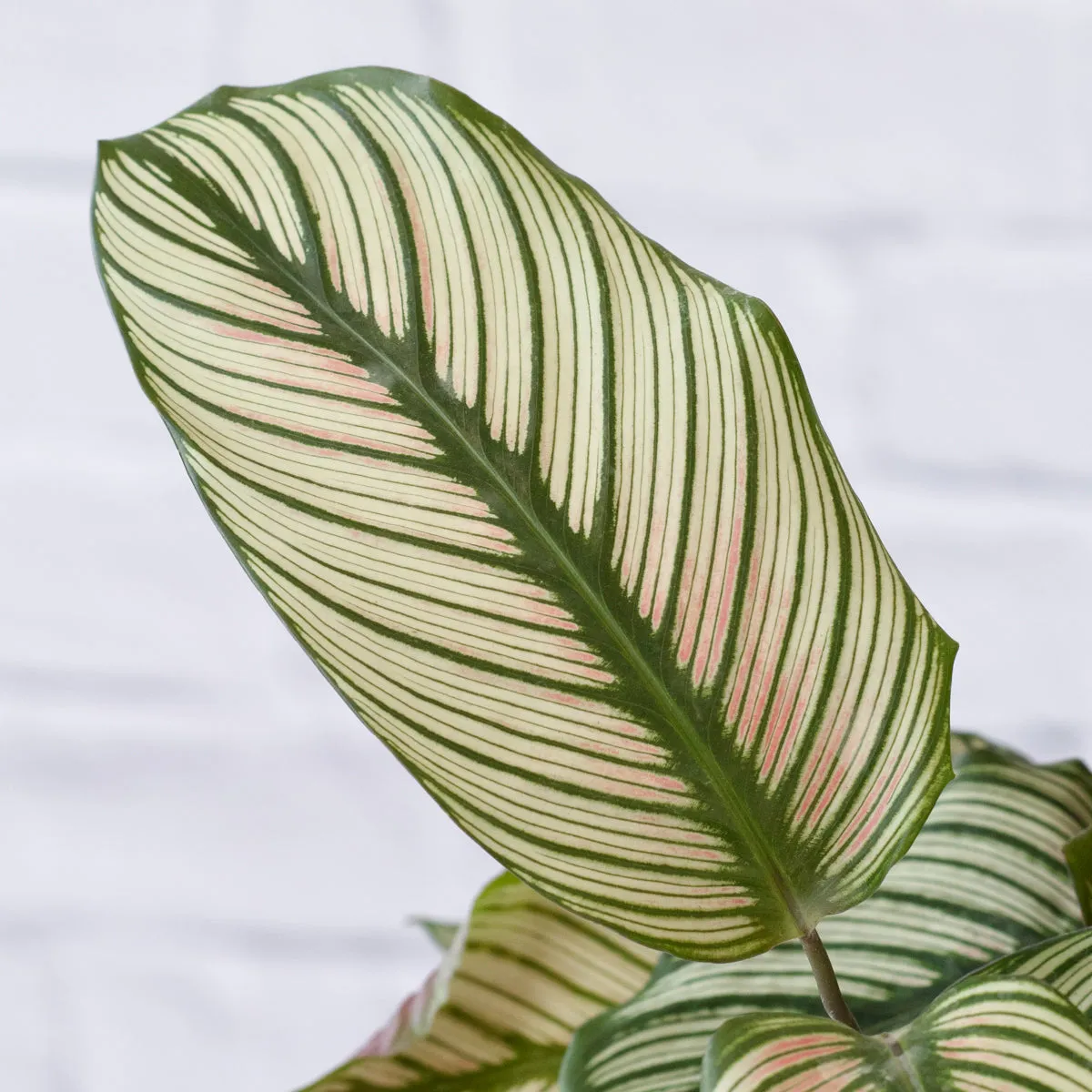 Calathea Majestic Star