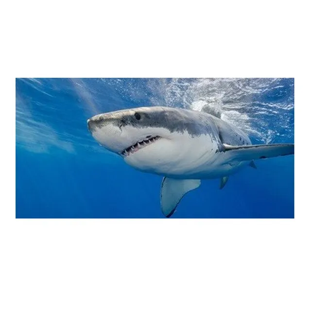 Quick-dry Towel: Great White Shark